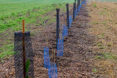 10 janvier à Dolus-le-Sec : chantier de plantation de haies | Revue de presse économique du Sud Touraine | Scoop.it