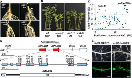 receptor-like cytoplasmic kinase AeRLCK2 mediates Nod-independent rhizobial symbiosis in Aeschynomene legumes | Plant-Microbe Symbiosis | Scoop.it