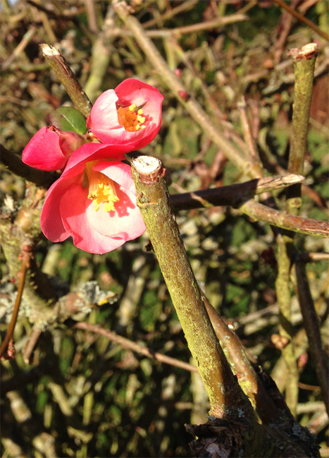 Aidez-nous à recenser les floraisons inhabituelles ! | Observatoire des Saisons | Les Colocs du jardin | Scoop.it