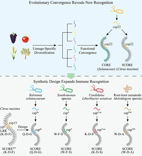 From convergence to design in pattern recognition receptors | Tin | RMH | Scoop.it