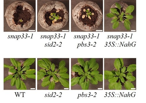 How defects in the Arabidopsis secretory pathway lead to autoimmunity (IPS2, SPS) | Plant Sciences | Scoop.it