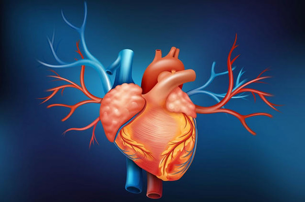 Impact of Frailty in Percutaneous Mitral & Tricuspid Valve Repair | Transcatheter Treatment of Mitral Regurgitation | Scoop.it