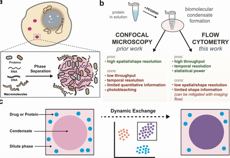 A high-throughput, flow cytometry approach to measure phase behavior and exchange in biomolecular condensates | Ncm | RMH | Scoop.it