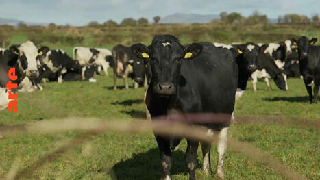 [documentaire] L’agriculture irlandaise face au défi du climat | Elevage et environnement | Scoop.it