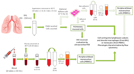 Processing of Bronchoalveolar Lavage Fluid and Matched Blood for Alveolar Macrophage and CD4+ T-cell Immunophenotyping and HIV Reservoir Assessment | Protocol | Immunology and Biotherapies | Scoop.it