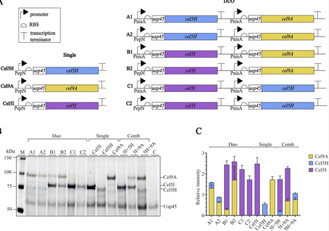 Engineering Lactococcus cremoris strains co-expressing two cellulase genes for growth on cellulose | frn | RMH | Scoop.it