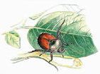Teaching About Bugs - this is the site for you! | Rainforest CLASSROOM | Scoop.it
