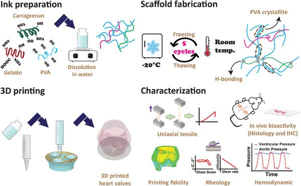 Formulation and Evaluation of PVA/Gelatin/Carrageenan Inks for 3D Printing and Development of Tissue-Engineered Heart Valves | Transcatheter Treatment of Mitral Regurgitation | Scoop.it