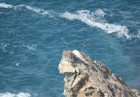 Dans le Cap Corse cinq jeunes balbuzards pêcheurs réussissent leur premier envol | Biodiversité | Scoop.it