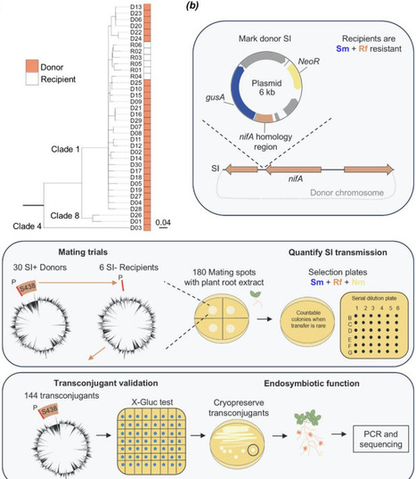 The evolutionary genomics of incipient endosymbiosis in wild rhizobia bacteria | brvp | RMH | Scoop.it