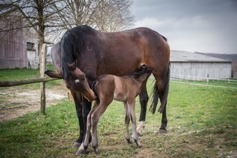 INRA - Recherche équine apport arginine | SCIENCES DE L' ANIMAL | Scoop.it