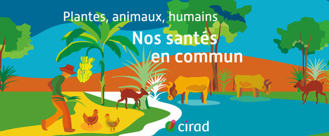 « Plantes, animaux, humains : nos santés en commun » : la saison 4 du podcast du Cirad | Les Colocs du jardin | Scoop.it