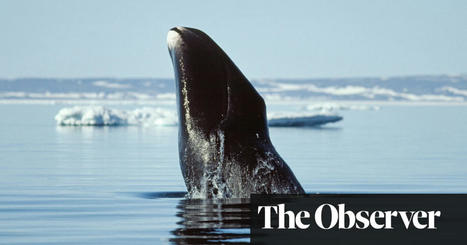 Why don’t whales get cancer? Cracking one of medicine’s greatest mysteries | Cancer | The Guardian | Cancer - Advances, Knowledge, Integrative & Holistic Treatments | Scoop.it
