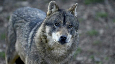 Un agneau victime du loup en Maine-et-Loire ? - Ouest France [Abonnés] | Agriculture en Pays de la Loire | Scoop.it