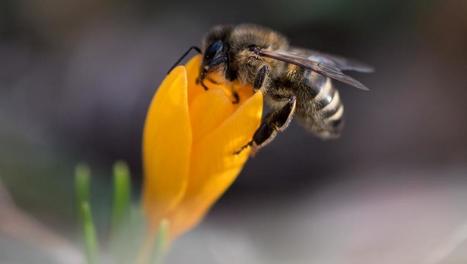 Insectes : leur disparition nous menace ! | GREENEYES | Scoop.it