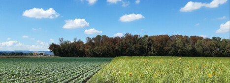 Une &eacute;tude exp&eacute;rimentale men&eacute;e sur 10 ans montre le potentiel de syst&egrave;mes de production agricoles sans pesticides - INRAE | Biodiversit&eacute; | Scoop.it
