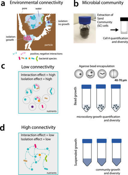 Environmental connectivity controls diversity in soil microbial communities ComB | RMH | Scoop.it