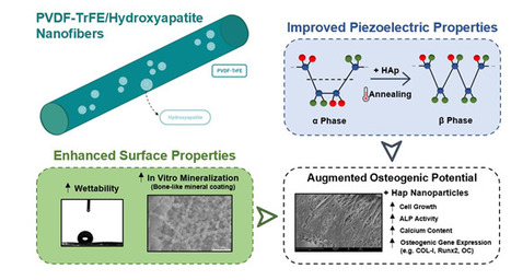 Hydroxyapatite-filled osteoinductive and piezoelectric nanofibers for bone tissue engineering | iBB | Scoop.it