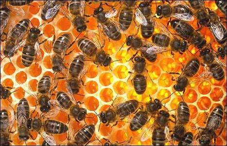 Bees 'self-medicate' when infected with some pathogens | Science News | Scoop.it