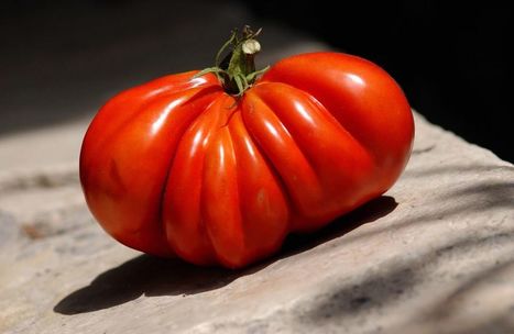 En Italie, la tomate pourrie par la mafia | EUROPES | Scoop.it