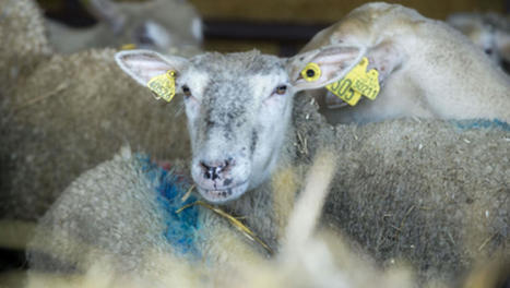 Aveyron : une recrudescence de cas de fièvre catarrhale ovine | Actualité Bétail | Scoop.it