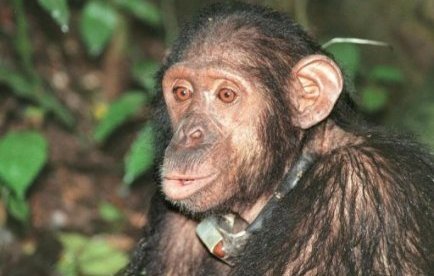 Les "chimpanzés" meilleurs que les hommes pour investir en Bourse | Mais n'importe quoi ! | Scoop.it