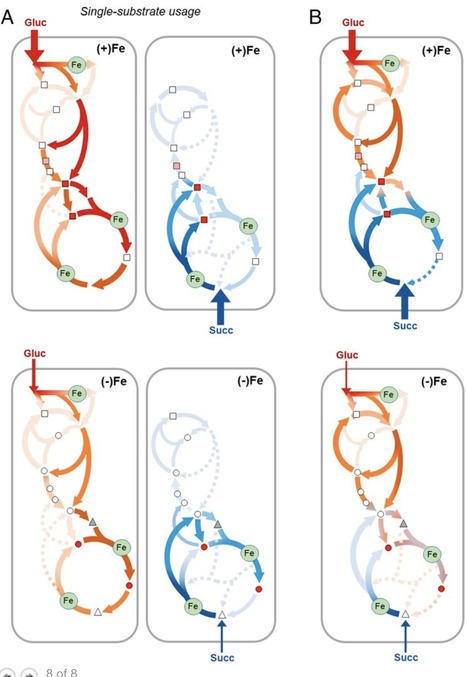 Hierarchical routing in carbon metabolism favor...