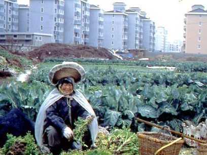 Making cities sustainable with urban agriculture | ICSU becoming ISC ... Biocluster | Scoop.it