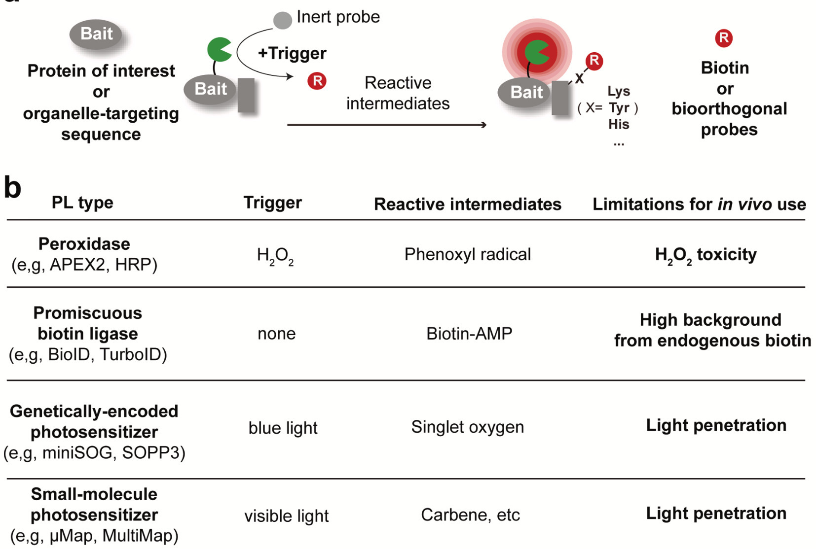 In vivo-compatible proximity labeling technolog...
