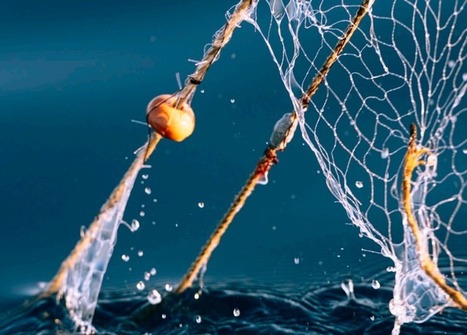 Rendre plus efficaces les évaluations des accords de partenariat pour une pêche durable — | HALIEUTIQUE MER ET LITTORAL | Scoop.it