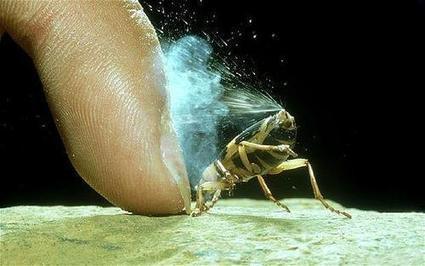 La défense du coléoptère bombardier | Insect Archive | Scoop.it