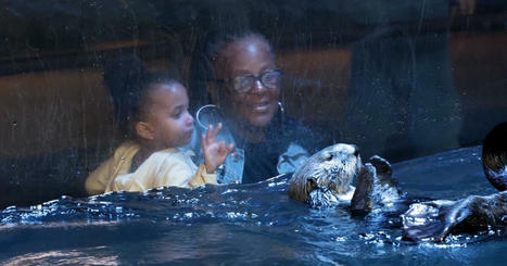 Long Beach aquarium rehabilitates otter pup using a surrogate mom | Soggy Science | Scoop.it