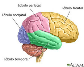 ¿QUE ES LA NEUROEDUCACIÓN? | NeuroPsicoEducación al Día | Scoop.it