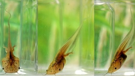 Vilified free radicals boost tissue healing and regeneration in tadpoles (and perhaps humans) | Longevity science | Scoop.it