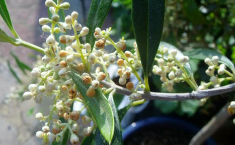 Il boro per l’olivo: l’influenza della sua concentrazione nel terreno sulla fioritura | OLIVE NEWS | Scoop.it