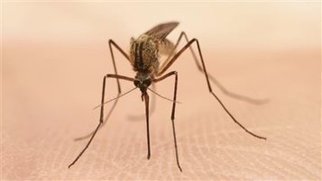 Virus du Nil occidental : risques accrus en Saskatchewan (Canada) | EntomoNews | Scoop.it