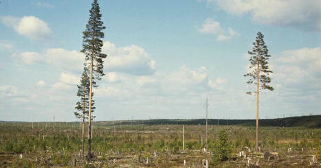 Metsänomistajia ohjattiin ennen avohakkuisiin, vaikka laki kielsi metsän hävittämisen | Elävä arkisto | Yle | 1Uutiset - Lukemisen tähden | Scoop.it