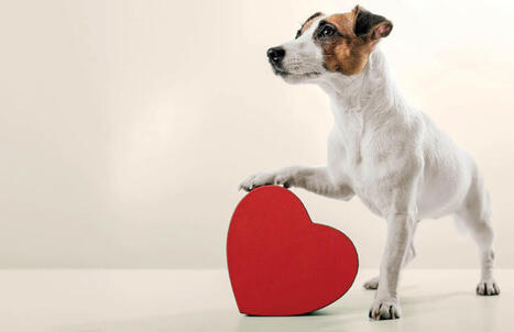 Does your dog truly love you? Science has the answer | Science & Technology Report - Changing Our World | Scoop.it