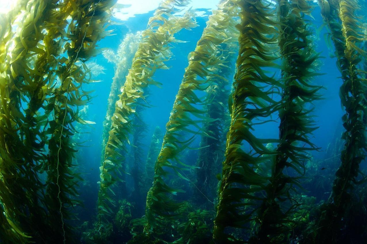 growing-kelp-for-biofuel-researchers-aim-to-ha