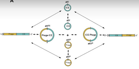 Phage-ICE tandems facilitate bacterial adaptation and antimicrobial resistance spread | sadv | RMH | Scoop.it
