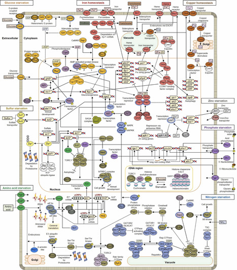 Responses to nutrient starvation in the fission yeast Schizosaccharomyces pombe | mre | RMH | Scoop.it