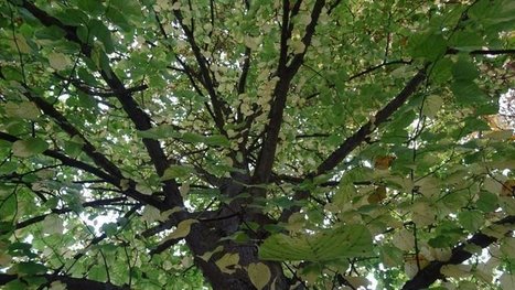 Pétition / Change : "Par rapport à un nouvel abattage de grands arbres à Chambéry | Ce monde à inventer ! | Scoop.it