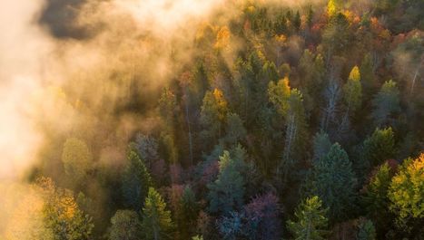 Hêtre ou ne pas être un Parc National de forêts ? | GREENEYES | Scoop.it