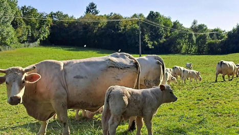 "Rendre une fierté à ceux qui débutent" : la région Grand Est lance un programme pour "coacher" les éleveurs | Actualité Bétail | Scoop.it