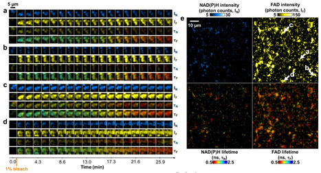 Real-time, high-resolution metabolic characterization of live bacteria using label-free optical metabolic imaging | npj | RMH | Scoop.it