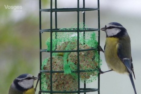 Le Bruant Auréole Petit Oiseau Jadis Tr