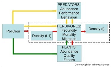 Les impacts directs et indirects de la pollution chimique sur les individus et les populations d'insectes herbivores sont très peu étudiés | EntomoNews | Scoop.it