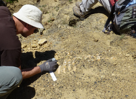Ancient Sea Cow Fossil Discovered on the Channel Islands | Coastal Restoration | Scoop.it