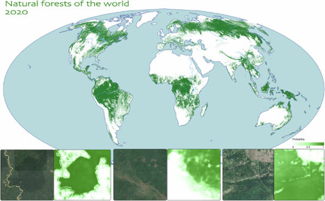 Natural forests of the world – a 2020 baseline for deforestation and degradation monitoring | Scientific Data | Notebook or My Personal Learning Network | Scoop.it