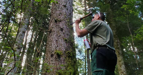 Ain. Le changement climatique et le scolyte épuisent nos forêts (Accès réservé aux abonnés) | L'Architecture, l'Urbanisme, l'Environnement, le Paysage et le Patrimoine... vus par le CAUE de l'Ain. | Scoop.it
